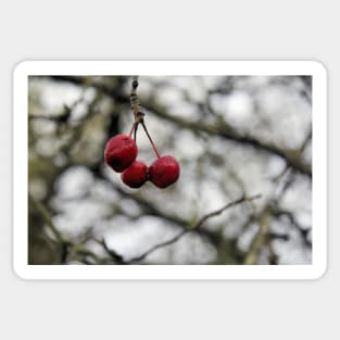 Hanging on - Crabapples in Winter Sticker